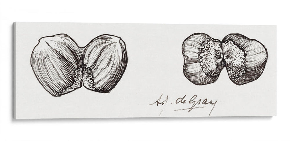 Bocetos de dos avellanas - I - Julie de Graag | Cuadro decorativo de Canvas Lab