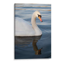 Reflejo de un Cisne - Wandering Pixels Co. | Cuadro decorativo de Canvas Lab