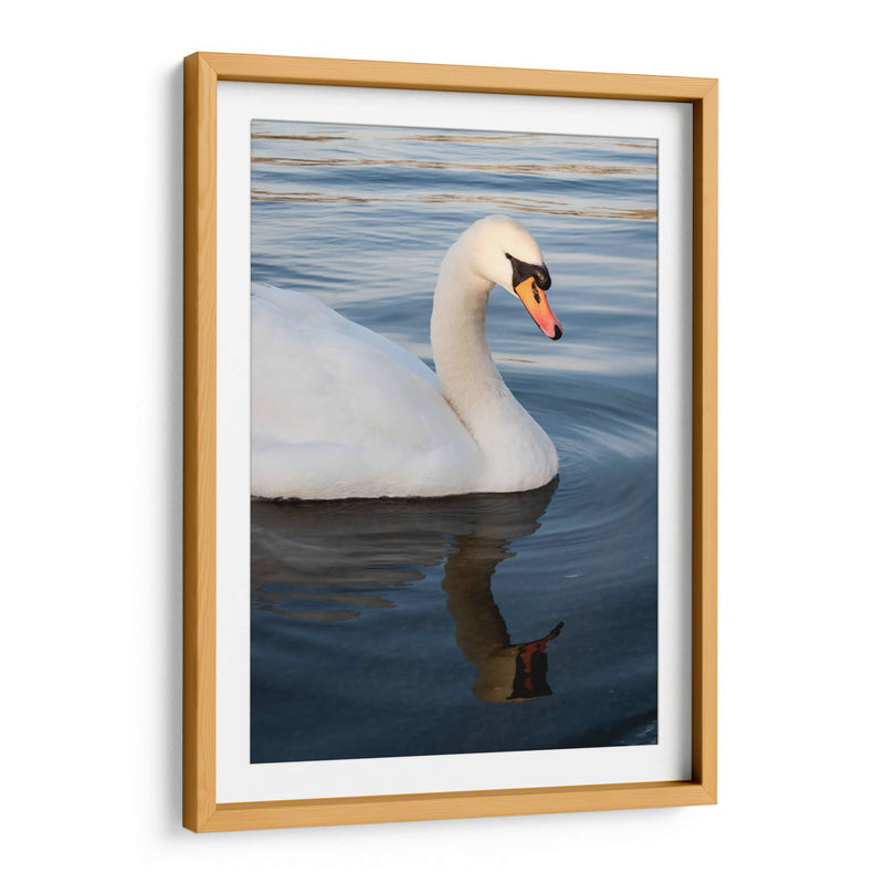 Reflejo de un Cisne - Wandering Pixels Co. | Cuadro decorativo de Canvas Lab