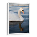 Reflejo de un Cisne - Wandering Pixels Co. | Cuadro decorativo de Canvas Lab