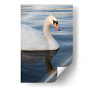 Reflejo de un Cisne - Wandering Pixels Co. | Cuadro decorativo de Canvas Lab