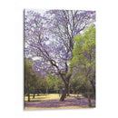 Árbol de jacaranda y alfombra de flores en Chapultepec,CDMX - mem | Cuadro decorativo de Canvas Lab