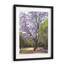 Árbol de jacaranda y alfombra de flores en Chapultepec,CDMX - mem | Cuadro decorativo de Canvas Lab