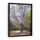 Árbol de jacaranda y alfombra de flores en Chapultepec,CDMX - mem | Cuadro decorativo de Canvas Lab
