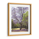 Árbol de jacaranda y alfombra de flores en Chapultepec,CDMX - mem | Cuadro decorativo de Canvas Lab