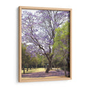Árbol de jacaranda y alfombra de flores en Chapultepec,CDMX - mem | Cuadro decorativo de Canvas Lab