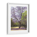 Árbol de jacaranda y alfombra de flores en Chapultepec,CDMX - mem | Cuadro decorativo de Canvas Lab