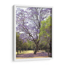 Árbol de jacaranda y alfombra de flores en Chapultepec,CDMX - mem | Cuadro decorativo de Canvas Lab