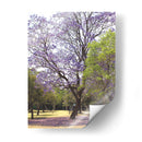 Árbol de jacaranda y alfombra de flores en Chapultepec,CDMX - mem | Cuadro decorativo de Canvas Lab