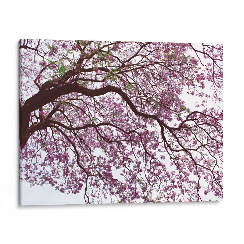 Árbol de jacaranda a contraluz, Chapultepec, CDMX - mem | Cuadro decorativo de Canvas Lab