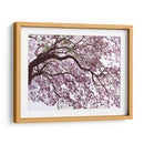 Árbol de jacaranda a contraluz, Chapultepec, CDMX - mem | Cuadro decorativo de Canvas Lab