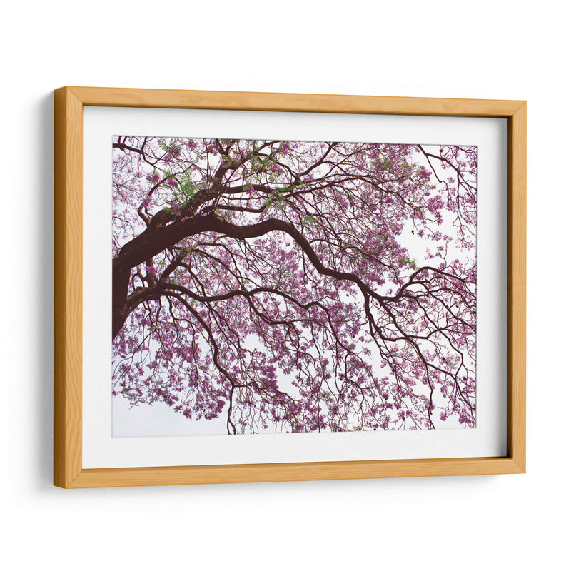 Árbol de jacaranda a contraluz, Chapultepec, CDMX - mem | Cuadro decorativo de Canvas Lab