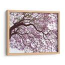 Árbol de jacaranda a contraluz, Chapultepec, CDMX - mem | Cuadro decorativo de Canvas Lab