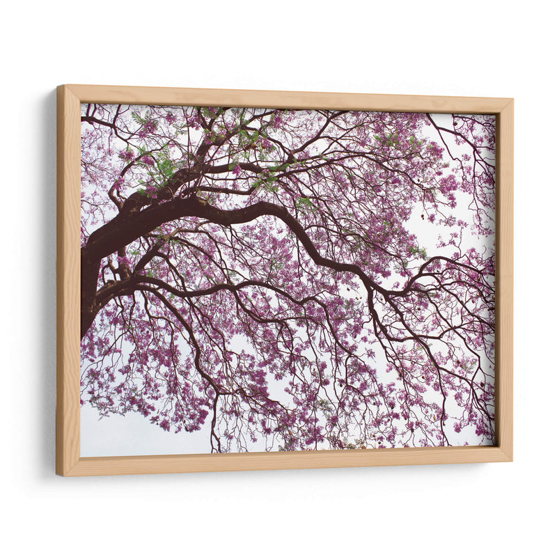 Árbol de jacaranda a contraluz, Chapultepec, CDMX - mem | Cuadro decorativo de Canvas Lab