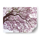 Árbol de jacaranda a contraluz, Chapultepec, CDMX - mem | Cuadro decorativo de Canvas Lab