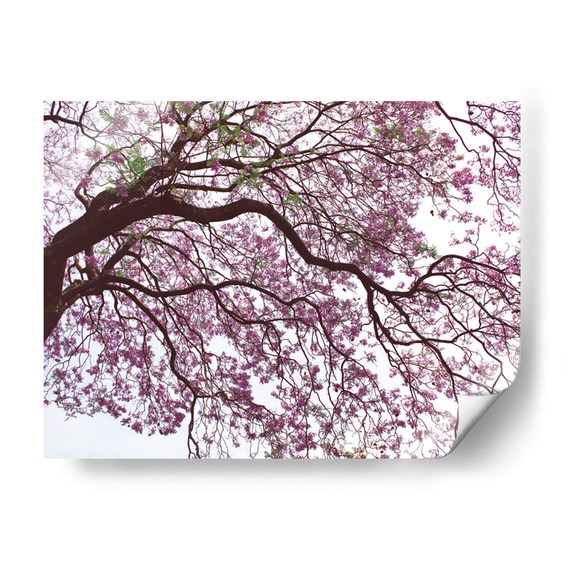 Árbol de jacaranda a contraluz, Chapultepec, CDMX - mem | Cuadro decorativo de Canvas Lab