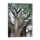 Detalle del árbol del Tule, Oaxaca, México - mem | Cuadro decorativo de Canvas Lab
