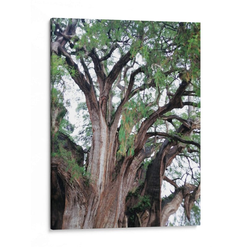 Detalle del árbol del Tule, Oaxaca, México - mem | Cuadro decorativo de Canvas Lab