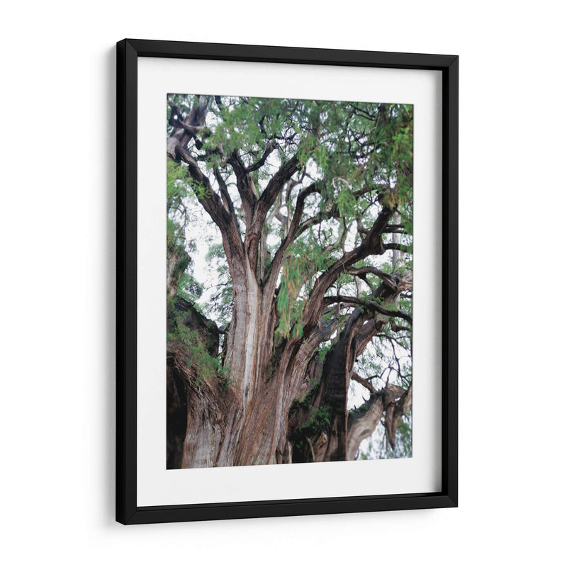 Detalle del árbol del Tule, Oaxaca, México - mem | Cuadro decorativo de Canvas Lab