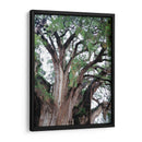 Detalle del árbol del Tule, Oaxaca, México - mem | Cuadro decorativo de Canvas Lab