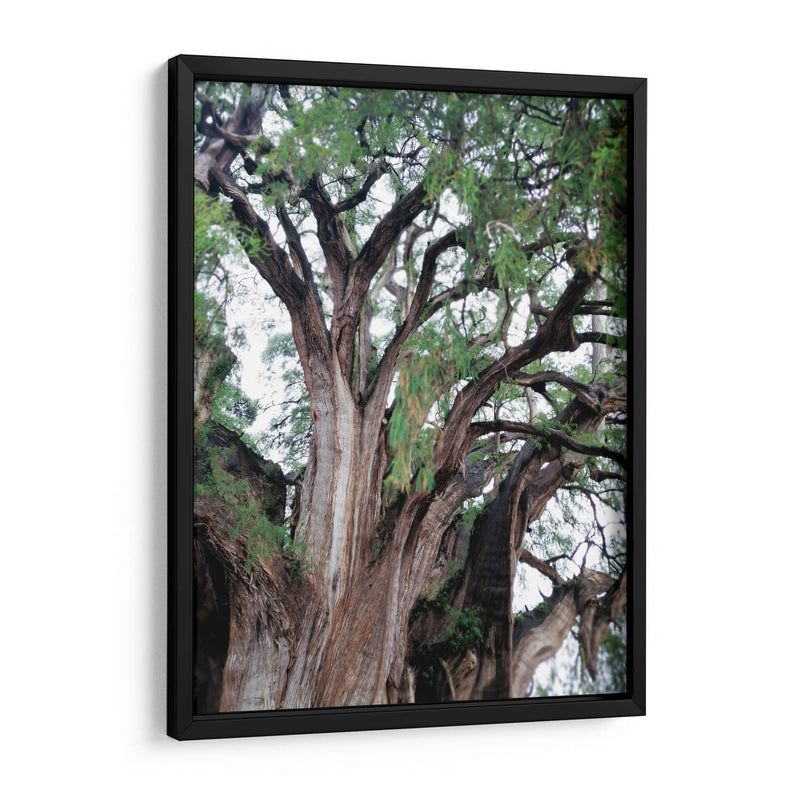 Detalle del árbol del Tule, Oaxaca, México - mem | Cuadro decorativo de Canvas Lab