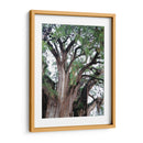 Detalle del árbol del Tule, Oaxaca, México - mem | Cuadro decorativo de Canvas Lab