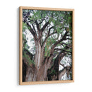 Detalle del árbol del Tule, Oaxaca, México - mem | Cuadro decorativo de Canvas Lab