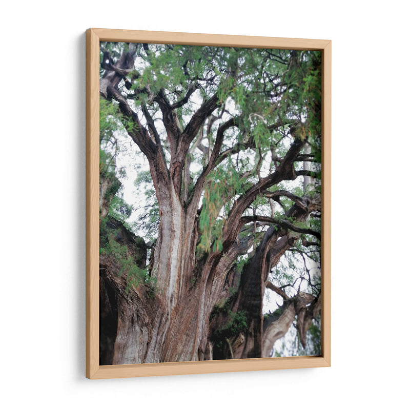 Detalle del árbol del Tule, Oaxaca, México - mem | Cuadro decorativo de Canvas Lab
