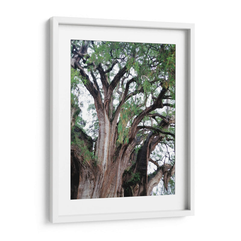 Detalle del árbol del Tule, Oaxaca, México - mem | Cuadro decorativo de Canvas Lab