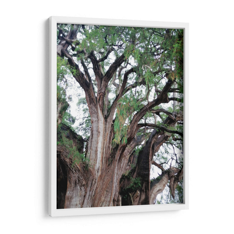 Detalle del árbol del Tule, Oaxaca, México - mem | Cuadro decorativo de Canvas Lab