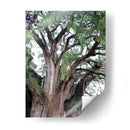 Detalle del árbol del Tule, Oaxaca, México - mem | Cuadro decorativo de Canvas Lab