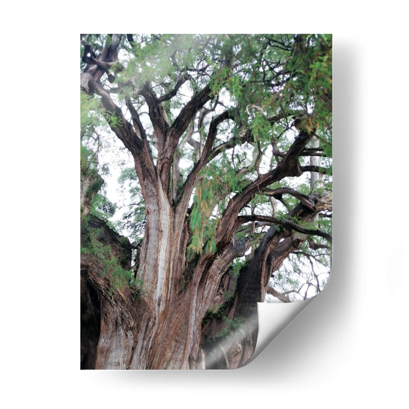 Detalle del árbol del Tule, Oaxaca, México - mem | Cuadro decorativo de Canvas Lab