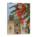 Framboyán en Santo Domingo, Oaxaca, México - mem | Cuadro decorativo de Canvas Lab