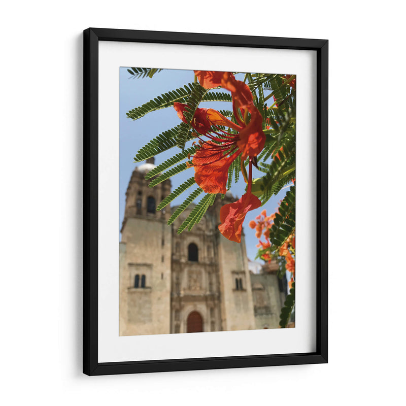 Framboyán en Santo Domingo, Oaxaca, México - mem | Cuadro decorativo de Canvas Lab
