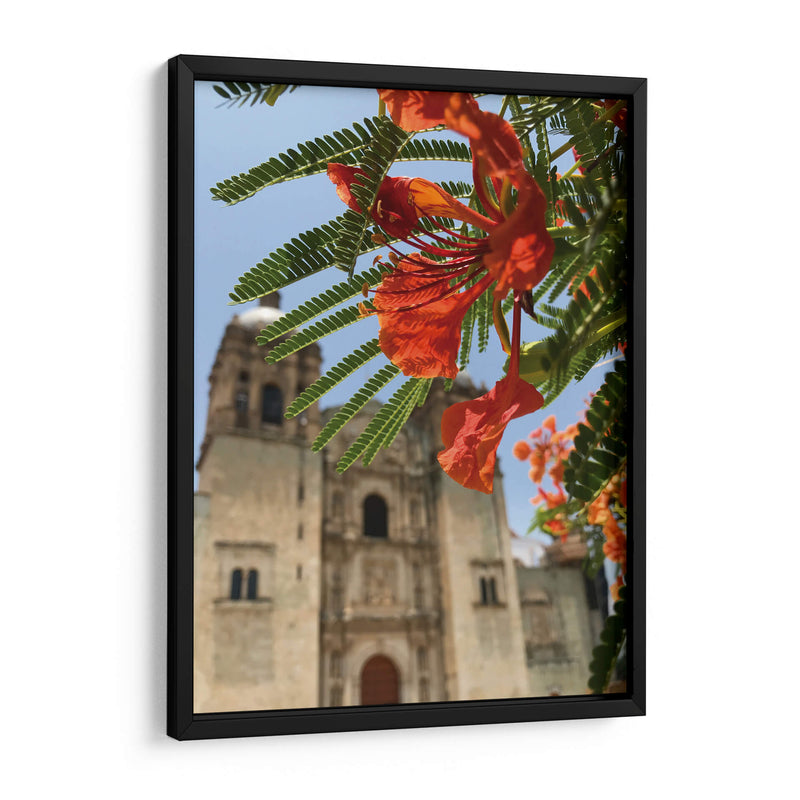 Framboyán en Santo Domingo, Oaxaca, México - mem | Cuadro decorativo de Canvas Lab
