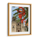 Framboyán en Santo Domingo, Oaxaca, México - mem | Cuadro decorativo de Canvas Lab