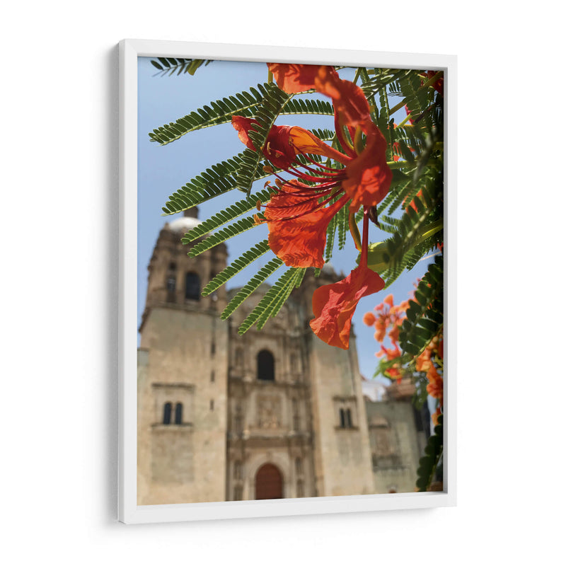 Framboyán en Santo Domingo, Oaxaca, México - mem | Cuadro decorativo de Canvas Lab