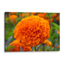 Flor de Cempasúchil.  - Nosion | Cuadro decorativo de Canvas Lab