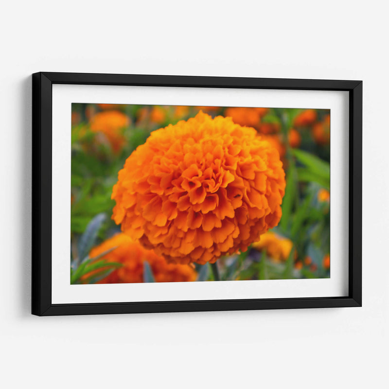 Flor de Cempasúchil.  - Nosion | Cuadro decorativo de Canvas Lab