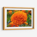 Flor de Cempasúchil.  - Nosion | Cuadro decorativo de Canvas Lab