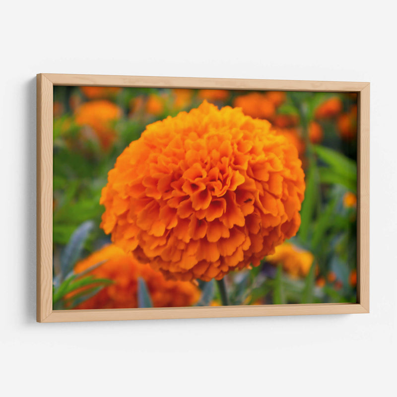Flor de Cempasúchil.  - Nosion | Cuadro decorativo de Canvas Lab