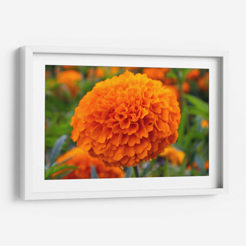 Flor de Cempasúchil.  - Nosion | Cuadro decorativo de Canvas Lab