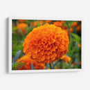 Flor de Cempasúchil.  - Nosion | Cuadro decorativo de Canvas Lab