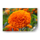 Flor de Cempasúchil.  - Nosion | Cuadro decorativo de Canvas Lab