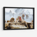 Babuinos en el vapor | Cuadro decorativo de Canvas Lab