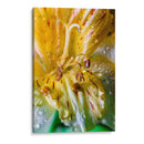 Entre pétalos y gotas - Toño Chavez | Cuadro decorativo de Canvas Lab