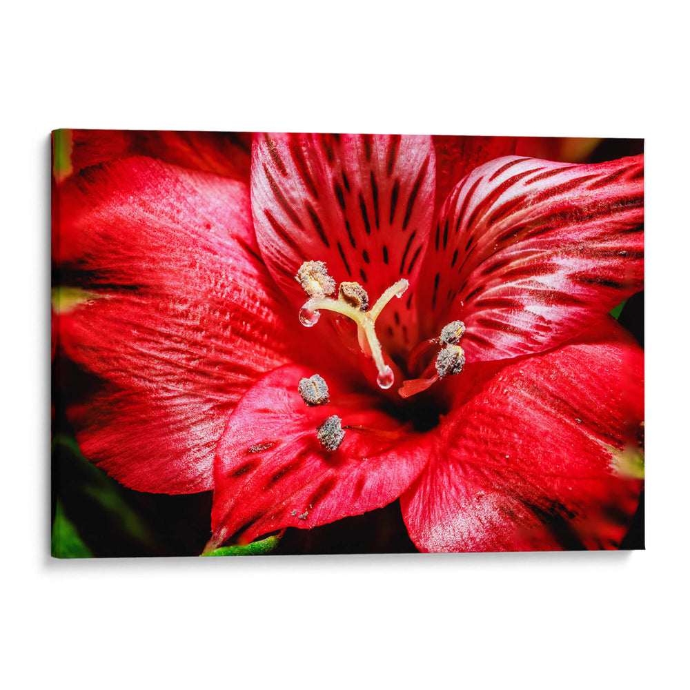 Astromelia Roja - Toño Chavez | Cuadro decorativo de Canvas Lab