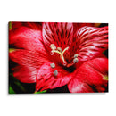 Astromelia Roja - Toño Chavez | Cuadro decorativo de Canvas Lab