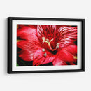 Astromelia Roja - Toño Chavez | Cuadro decorativo de Canvas Lab