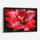 Astromelia Roja - Toño Chavez | Cuadro decorativo de Canvas Lab